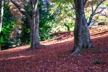 一面の落ち葉　秋のイメージ