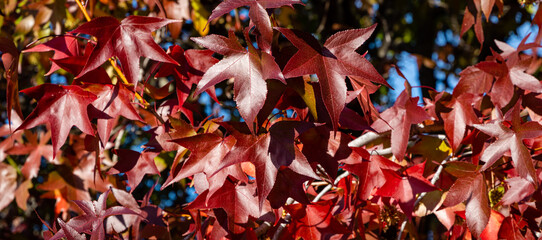 Liquidambar styraciflua or American sweet gum with red and purple leaves against blue December sky. Branches of amber tree on clear sunny day in cooperative park near Sochi commercial seaport.