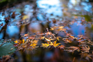 落ち葉と水面　秋のイメージ