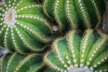 Close up of green cactus with white patterns.
