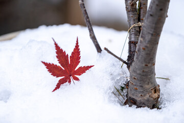 落ち葉と雪　秋と冬のイメージ