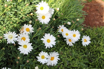 Obraz premium daisies in the grass