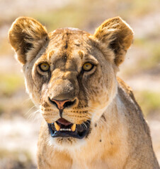 Wild female lioness portrait ( lion looking into camera) © Miguel