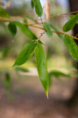 Asian Bamboo forest,natural background. Bamboo twig with young leaves