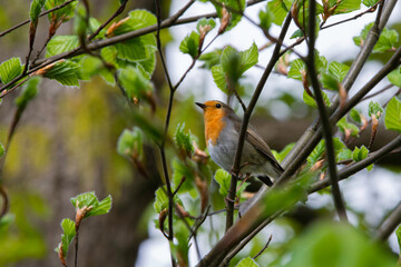Un rouge-gorge cherche de la nourriture