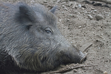 Fototapeta premium Wildschwein