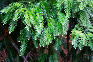 Green fir tree branch natural forest background, a branch of a coniferous tree with nascent cones, spring