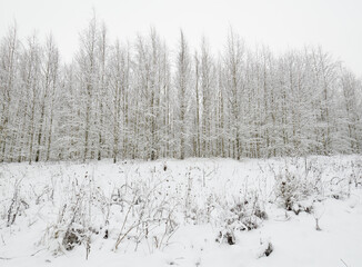 Beautiful winter snowy forest landscape.