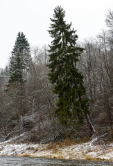 Wonderful morning beautiful winter landscape by the river Dubysa.