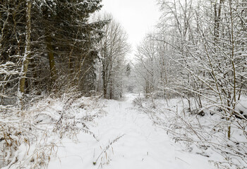 Amazingly beautiful winter day in the woods.