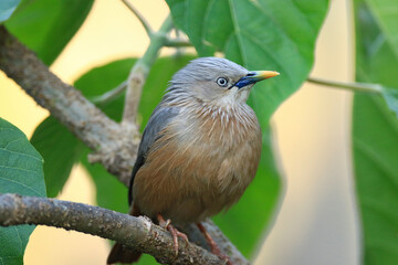 Grey Headed Straling (Sturnia malabarica) is a Myna family.  This bird is resident or partially migratory species found in wooded habitats in Nepal.