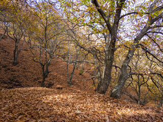 estación del otoño en el valle del Genal, Andalucía