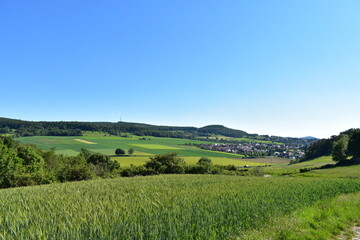 Wald, Tiere, Wiesen im schönen Wetter