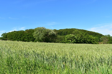 Wald, Tiere, Wiesen im schönen Wetter