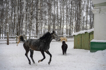 A gray horse gallops in a paddock in winter in the snow.