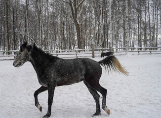 A gray horse gallops in a paddock in winter in the snow.