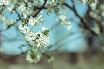 Photo sakura. Blooming apple tree. Small white flowers of an apple tree. Spring flowering tree. Branches of a tree illuminated by the sun.