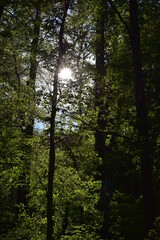 Obraz premium Wald, Tiere, Wiesen im schönen Wetter