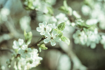 Photo sakura. Blooming apple tree. Small white flowers of an apple tree. Spring flowering tree. Branches of a tree illuminated by the sun.