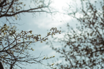 Photo sakura. Blooming apple tree. Small white flowers of an apple tree. Spring flowering tree. Branches of a tree illuminated by the sun.