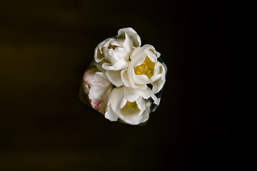 white tulips on black