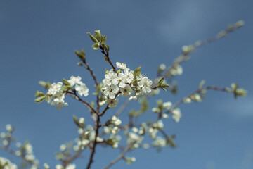 Photo sakura. Blooming apple tree. Small white flowers of an apple tree. Spring flowering tree. Branches of a tree illuminated by the sun.