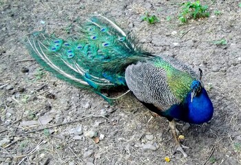 Obraz premium portrait of peacock male in the park