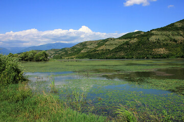Buffaloes swim in the lake in the heat.