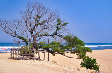 tree on the beach