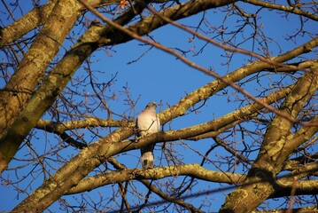 Taube sitzt auf einem Ast. Einheimische Vögel in Deutschland im Winter.