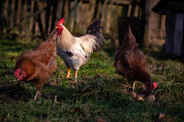 some chickens at the village farm walking through the green grass. domestic birds watching strange  to the nest with eggs. barnyard fowl cluster. gallus gallus domesticus bird feeding in the backyard