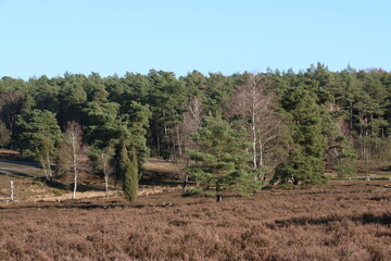 Fototapeta premium Herbstliche Impression aus dem Büsenbach Tal in der Nordheide / Lüneburger Heide.