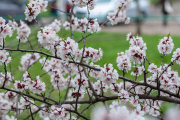 Nice white apricot spring flowers branch macro photography nature awakening