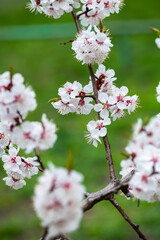 Nice white apricot spring flowers branch macro photography nature awakening
