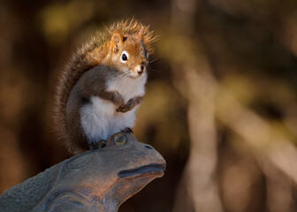 Eastern Gray Squirrel on ornamental garden frog