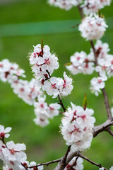 Fototapeta premium Nice white apricot spring flowers branch macro photography nature awakening