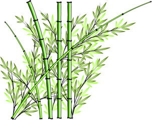 Fototapeta na wymiar vector design bamboo icon background