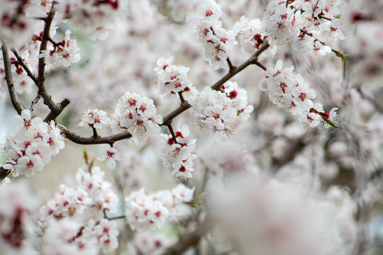 Nice white apricot spring flowers branch macro photography nature awakening