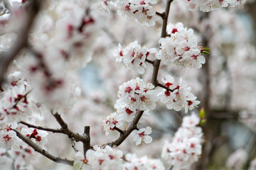 Nice white apricot spring flowers branch macro photography nature awakening