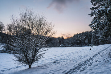 Zimowa polana o zachodzie, z samotnym drzewkiem