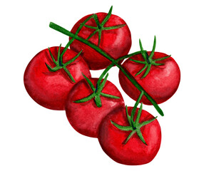 Watercolor cherry tomato illustration. Red tomato branch