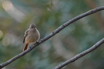 daurian redstart in the field