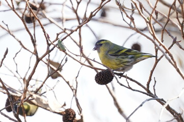 eurasian siskin on the branch