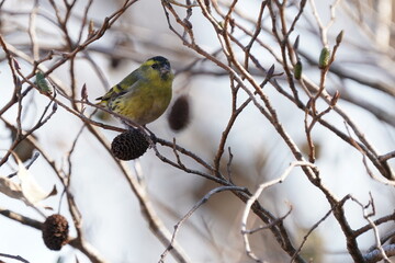 eurasian siskin on the branch