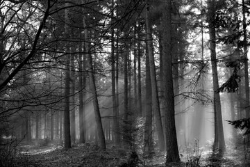 forest, tree, nature, autumn, landscape, trees, woods, magial, ligth, oosterhout, nederland, dutch, 