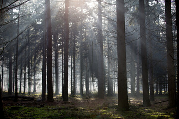 forest, tree, nature, autumn, landscape, trees, woods, magial, ligth, oosterhout, nederland, dutch, 