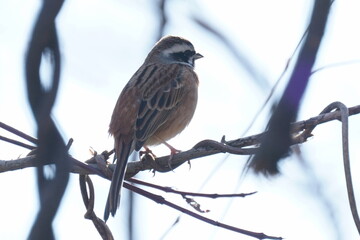 meadow bunting on the branch