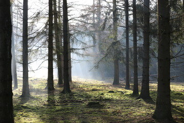 forest, tree, nature, autumn, landscape, trees, woods, magial, ligth, oosterhout, nederland, dutch, green, 