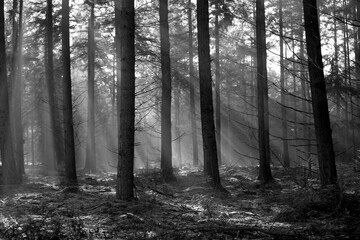 Naklejka premium forest, tree, nature, autumn, landscape, trees, woods, magial, ligth, oosterhout, nederland, dutch, 