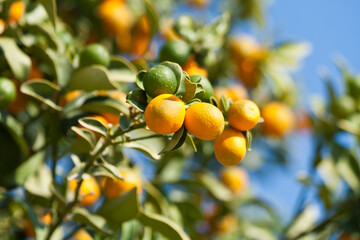 Kumquat fruit among green leaves on a tree